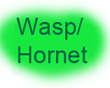 Wasp / Hornet